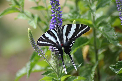 Zebra Swallowtail Butterfly
